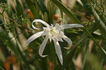 Sea Daffodil   Pancratium maritimum